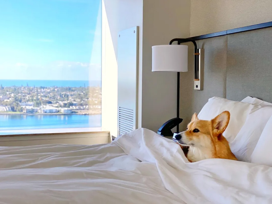 hotels that accept pets in san diego
